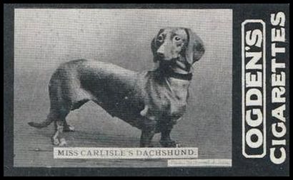 02OGIA3 149 Miss Carlisle's Dachshund.jpg